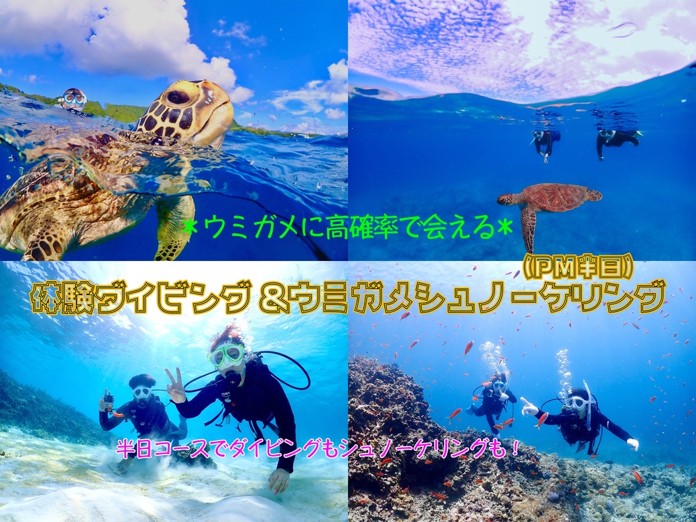 【石垣島｜シュノーケル・体験ダイビング｜PM半日コース人気No. 1】体験ダイビング＆ウミガメシュノーケリングコースE《GoProレンタル無料！》
