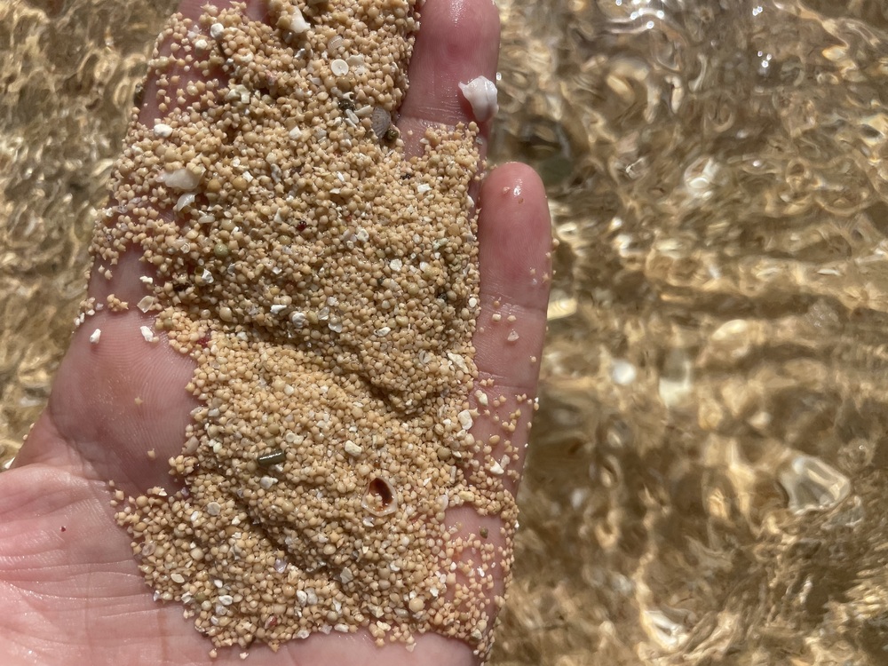 星の砂を探してみましょう