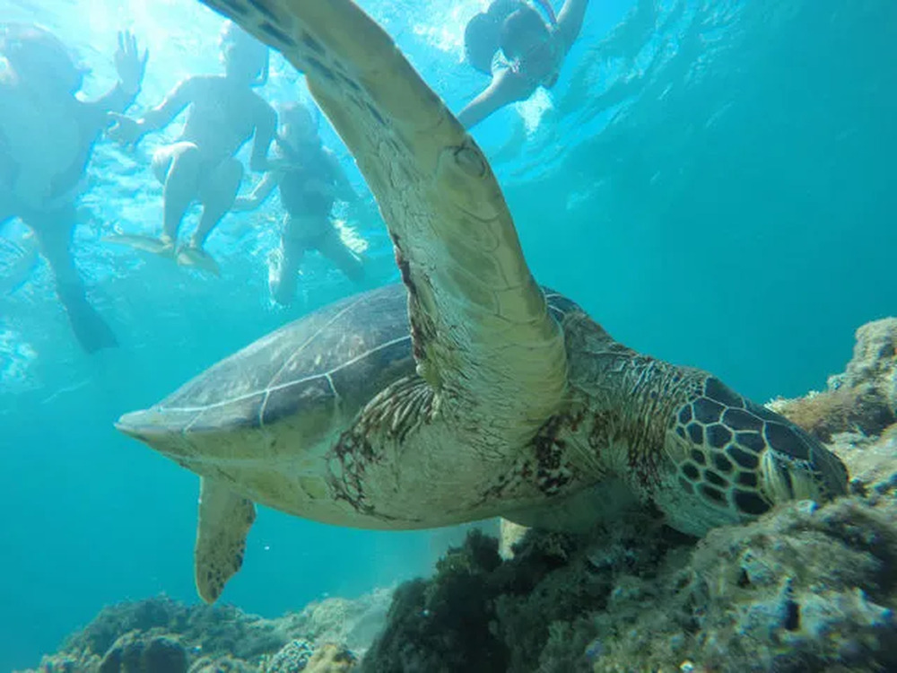 阿嘉島｜ボートシュノーケル｜約2.5時間】ケラマブルーの海でカラフル