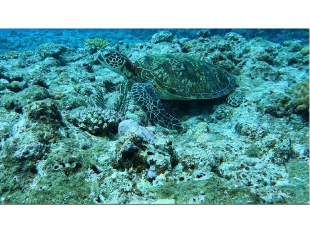 運が良ければ海ガメにも会えるかも?