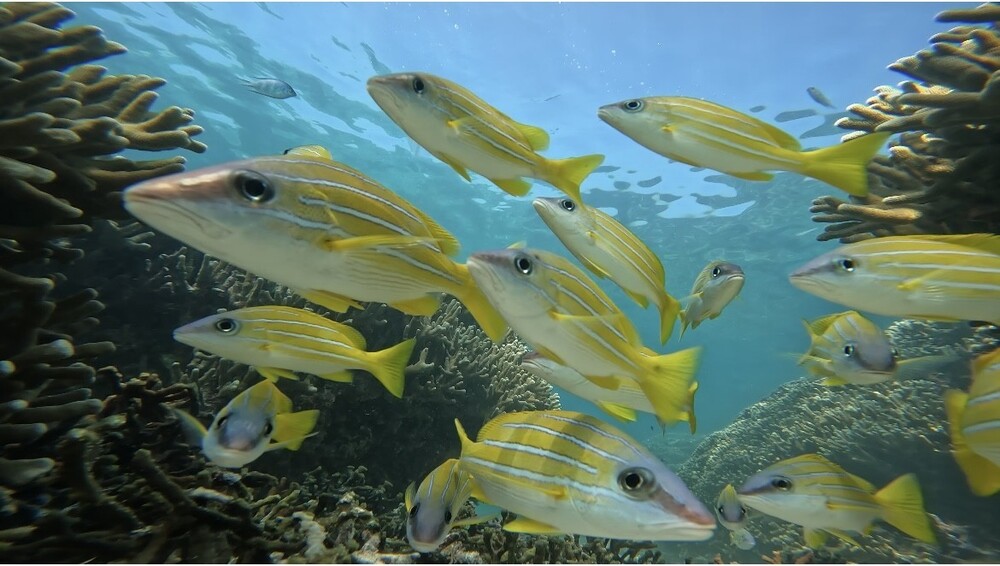 カラフルな魚に会えます。