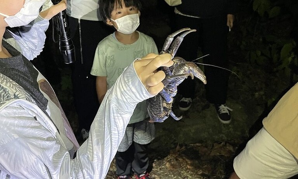 宮古島｜ナイトツアー｜約50分】夏季限定！ジャングルナイトツアー