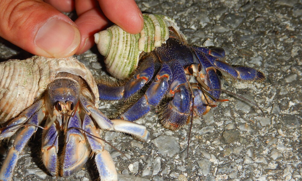 宮古島★病回復健康不安解消オルゴナイト 宮古島☆病回復健康不安解消オルゴナイト 宮古島☆病回復健康不安解消