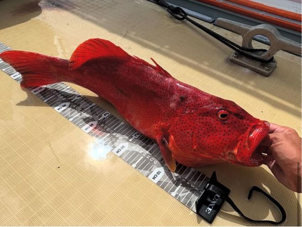 【久米島｜船釣り体験＆名所巡り｜1日】＜冬割＞釣って・食べて・巡る！1日ツアー☆ 竿も仕掛けも無料！<初心者歓迎>