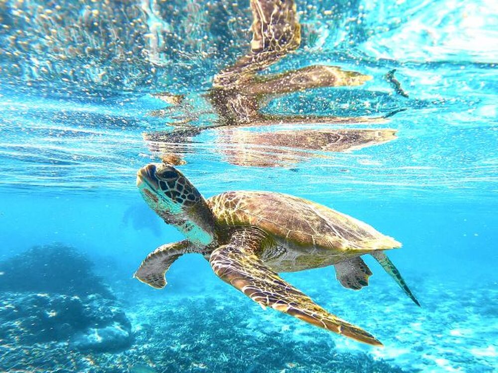 ベテランガイドがご案内します。