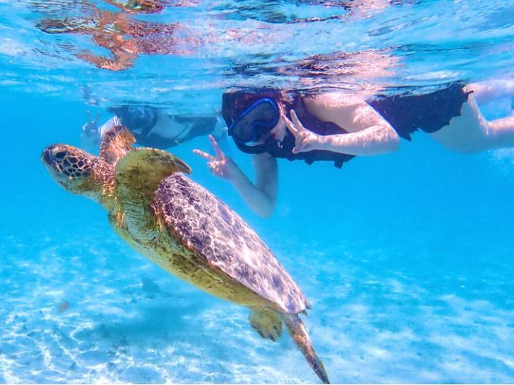 海ガメとこんな近くの距離で泳げます！