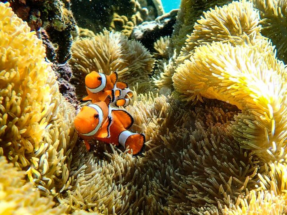ウミガメだけでなくお魚も見れます!
