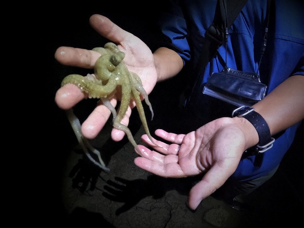 【小浜島｜夜のタコ獲り｜深夜帯・3時間】しまたび限定｜獲って！食べて！最西端の海人集落でドキドキの「タコ獲り体験」！限られた期間にしかできない貴重なツアー♪