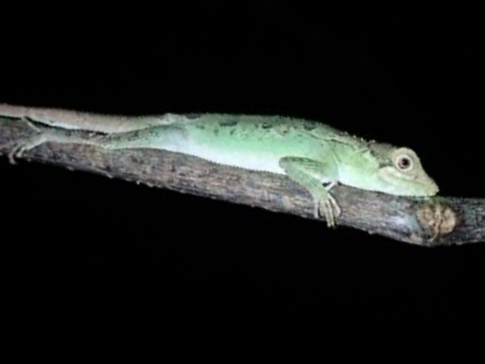 宮古島｜ナイトツアー｜1.5時間】ジャングルナイトツアー☆初心者の方