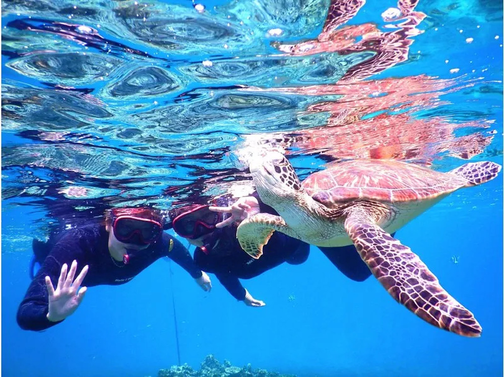 石垣島｜青の洞窟・シュノーケル｜約3時間】ウミガメ遭遇率95％☆石垣