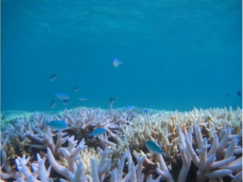 【石垣島｜シュノーケル｜約3時間】ボートシュノーケル体験！石垣島の綺麗な海と珊瑚礁を満喫しよう♪【無料送迎付き、写真プレゼント】