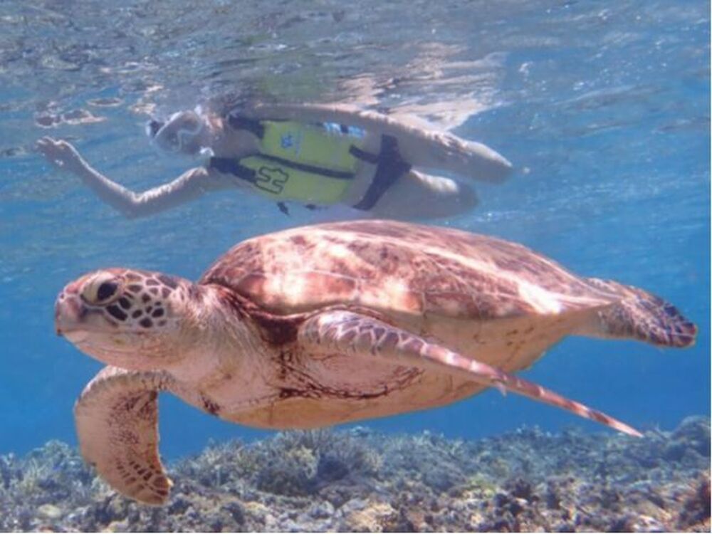 座間味島｜ウミガメシュノーケリング｜1～1.5時間】遭遇率に自信あり