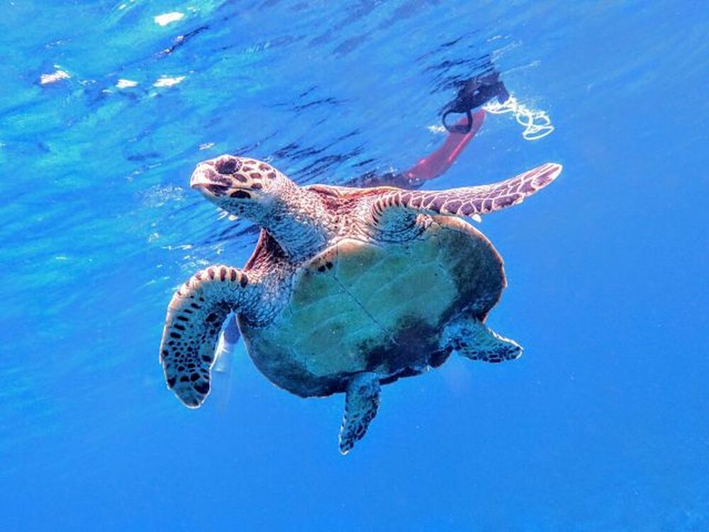 座間味島｜ウミガメシュノーケリング｜1～1.5時間】遭遇率に自信あり