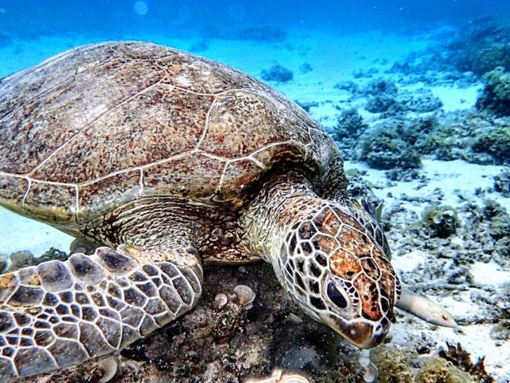 座間味島｜ウミガメシュノーケリング｜1～1.5時間】遭遇率に自信あり