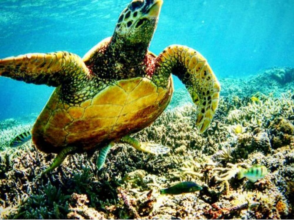 座間味島｜ウミガメシュノーケリング｜1～1.5時間】遭遇率に自信あり