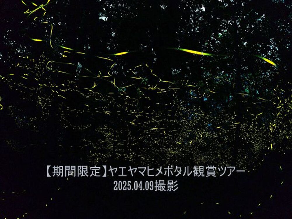 石垣島｜ナイトツアー｜約1.5時間】3月から5月限定！ヤエヤマ