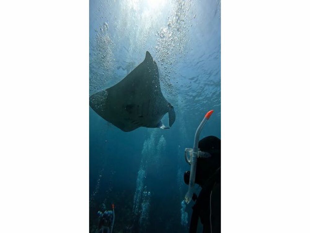 【石垣島｜体験ダイビング｜6.5時間】サンゴ、ウミガメ、マンタに会いに行こう！体験ダイビングツアー！