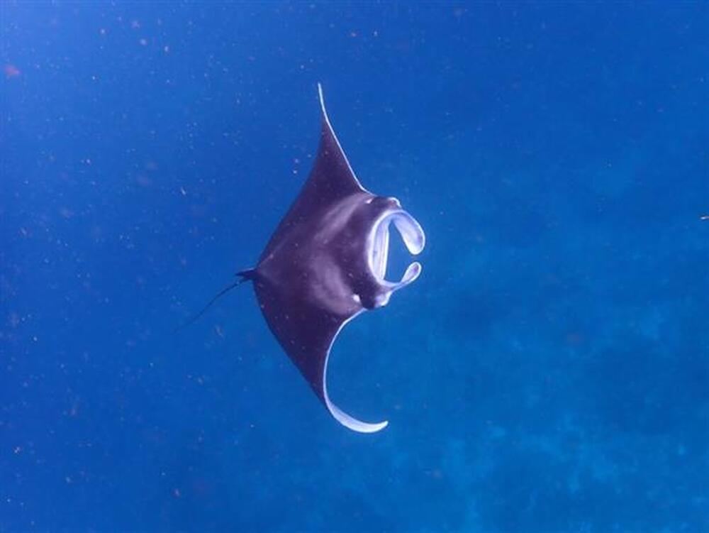 【黒島発・黒島開催｜シュノーケル｜3時間】＼12～3月限定／本気のマンタ探し半日ツアー！マンタに会いたい！を叶える♪黒島出身の「うんどう船長」がご案内！水面マンタを探すマンタポイント巡り！＜小学生～69歳まで参加OK＞70歳以上要相談