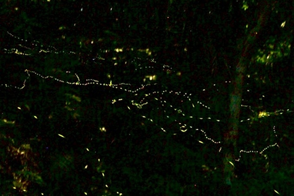 西表島に来たならこれ!マングローブカヌー体験!!