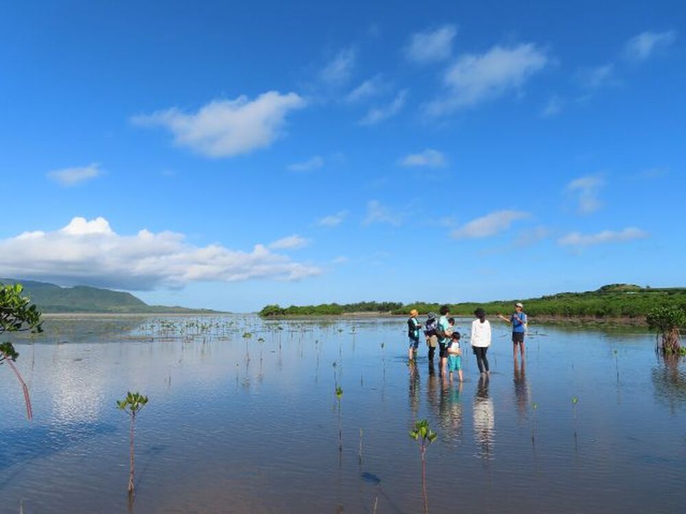 小浜島｜マングローブ干潟探検｜2時間】海マングローブの森 生き物と