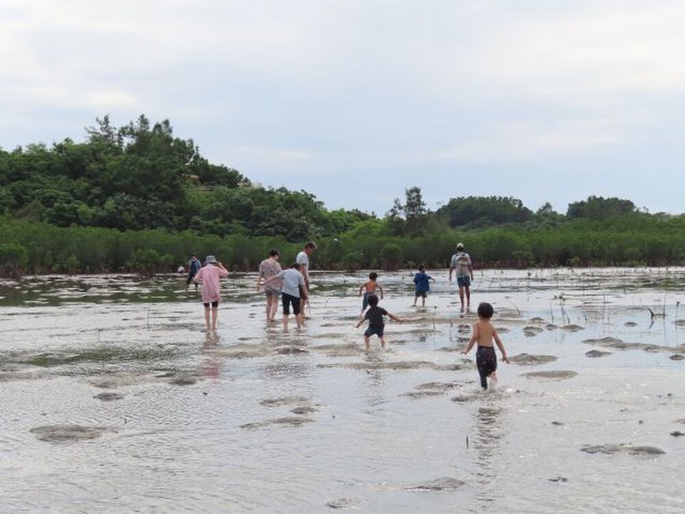 小浜島｜マングローブ干潟探検｜2時間】海マングローブの森 生き物と