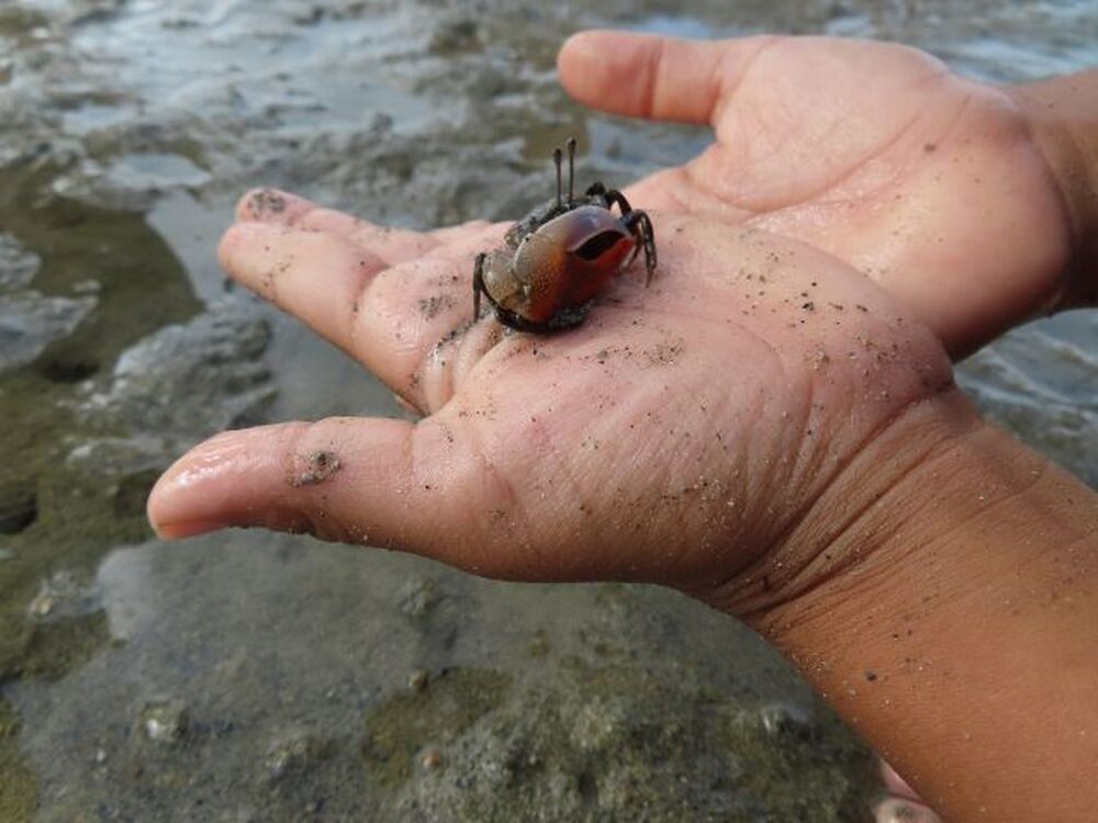 小浜島｜マングローブ干潟探検｜2時間】海マングローブの森 生き物と
