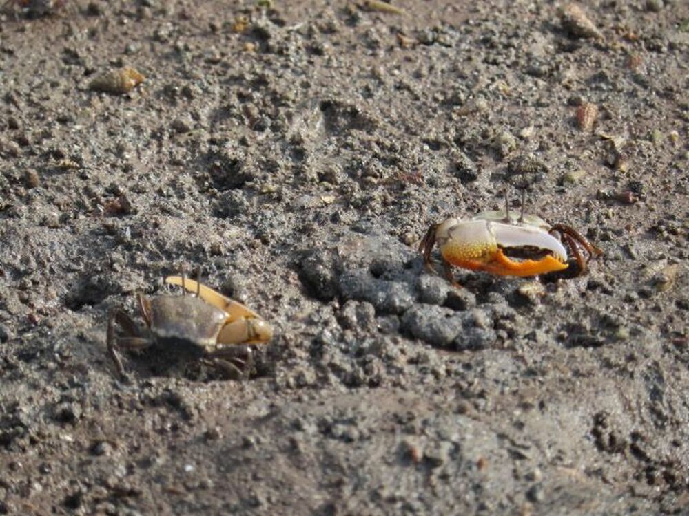 小浜島｜マングローブ干潟探検｜2時間】海マングローブの森 生き物と