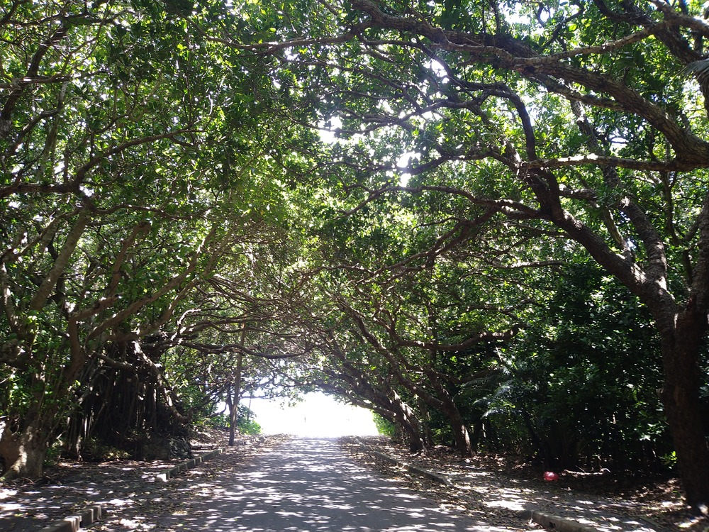 ゆったりのんびり島をお散歩しましょう♪