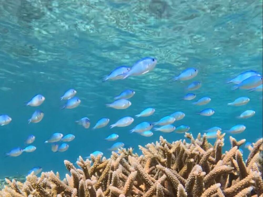 石垣島｜幻の島ドローン撮影・青の洞窟シュノーケル｜6時間】ANA誌掲載