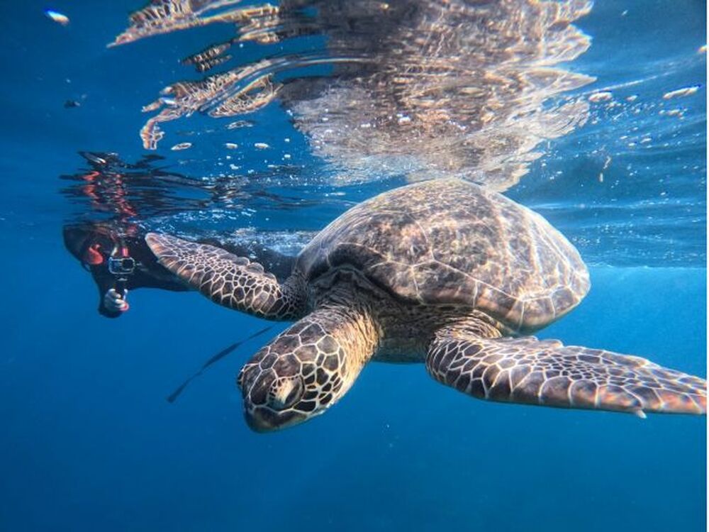 石垣島｜幻の島ドローン撮影・ウミガメシュノーケル｜6時間】ANA誌掲載