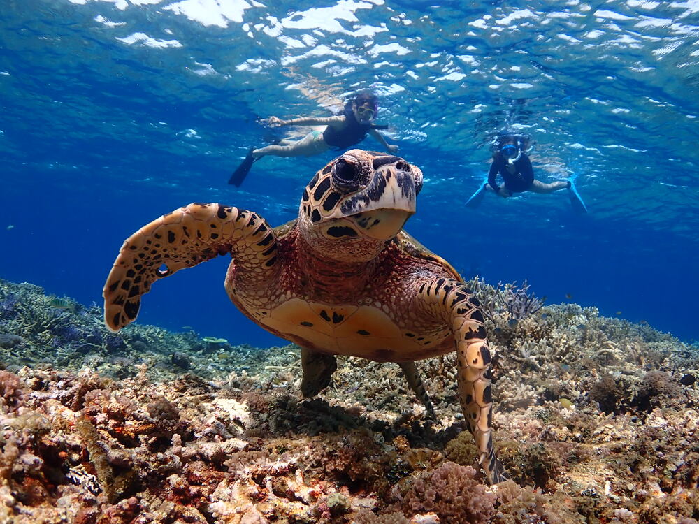 八重山諸島 西表島 マリンアクティビティ - 沖縄の離島観光専門サイト