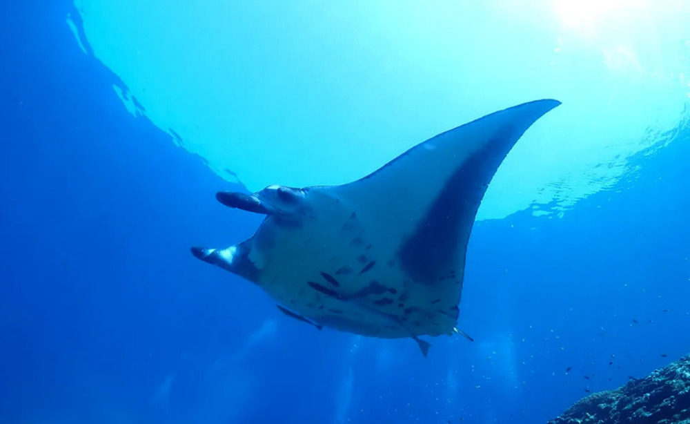 【石垣島｜シュノーケル・幻の島｜半日3.5時間】憧れの大物を求めて！ウミガメorマンタ遠征シュノーケル＆「幻の島」上陸ツアー！（送迎あり）