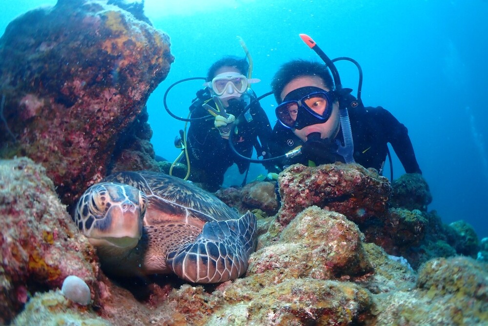 アオウミガメとの遭遇率も高いので。