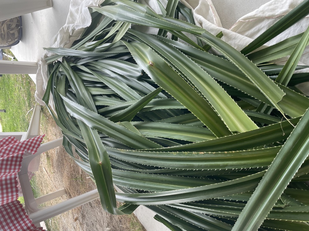 アダンの葉でマースぶくろ作り体験｜約2.5時間コース】しまたび限定