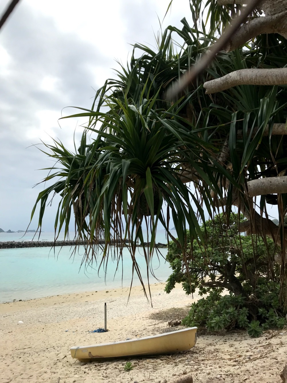 沖縄アダン＊3.5㍉×16個 沖縄アダン＊3.5㍉×16個 沖縄アダン＊3.5㍉×16個 アダン