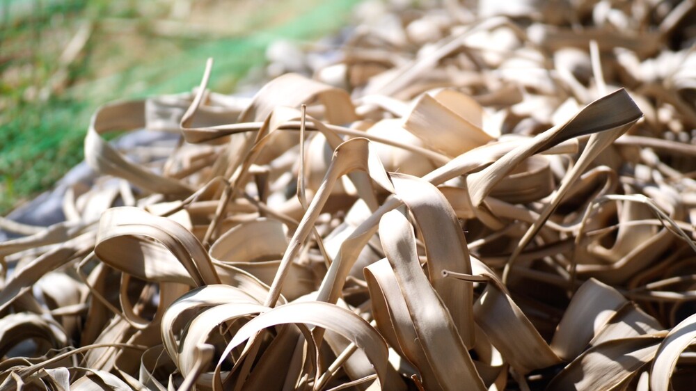 アダンの葉でマースぶくろ作り体験｜約2.5時間コース】しまたび限定