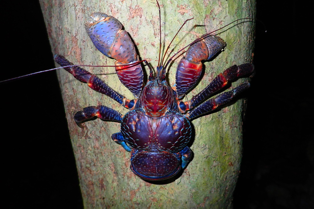 ナイトサファリツアー｜1.5時間】宮古島《夜のジャングル探検