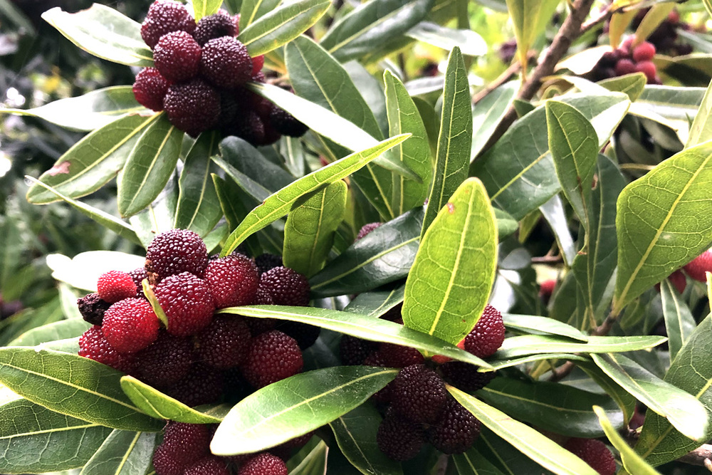 島内ガイドツアー・高月山展望台コース｜約2時間コース】座間味島☆山