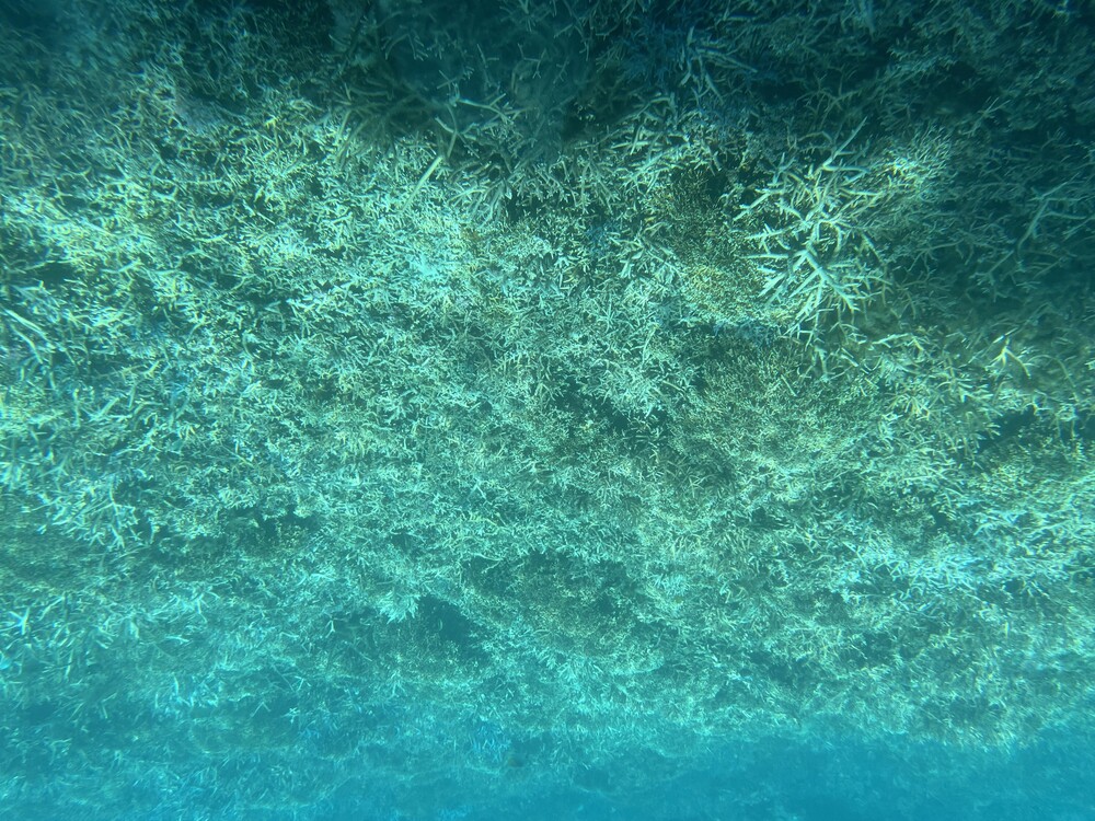 海碧 30日まで 水中遊覧船イエローサブマリン｜40分コース】渡嘉敷島☆雨の日もOK