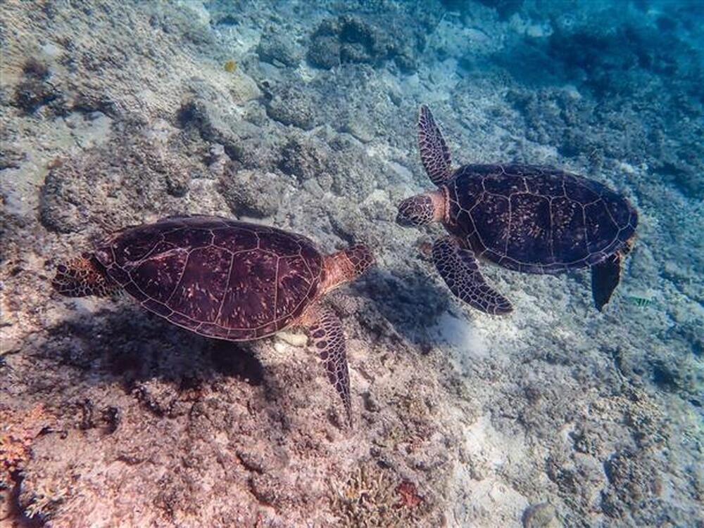 ウミガメシュノーケル｜約90分】世界が恋する海・慶良間島諸島・阿嘉島