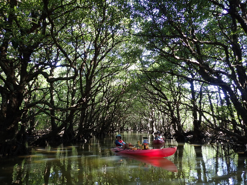 1組貸切・半日マングローブカヤック】貸切ツアーで西表島ガイドを独占