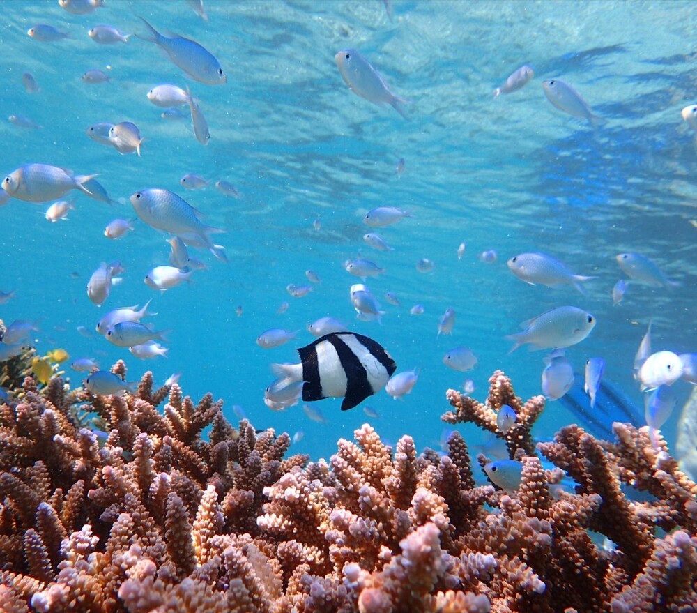 もちろん、綺麗なサンゴ礁や熱帯魚も観れますよ♫