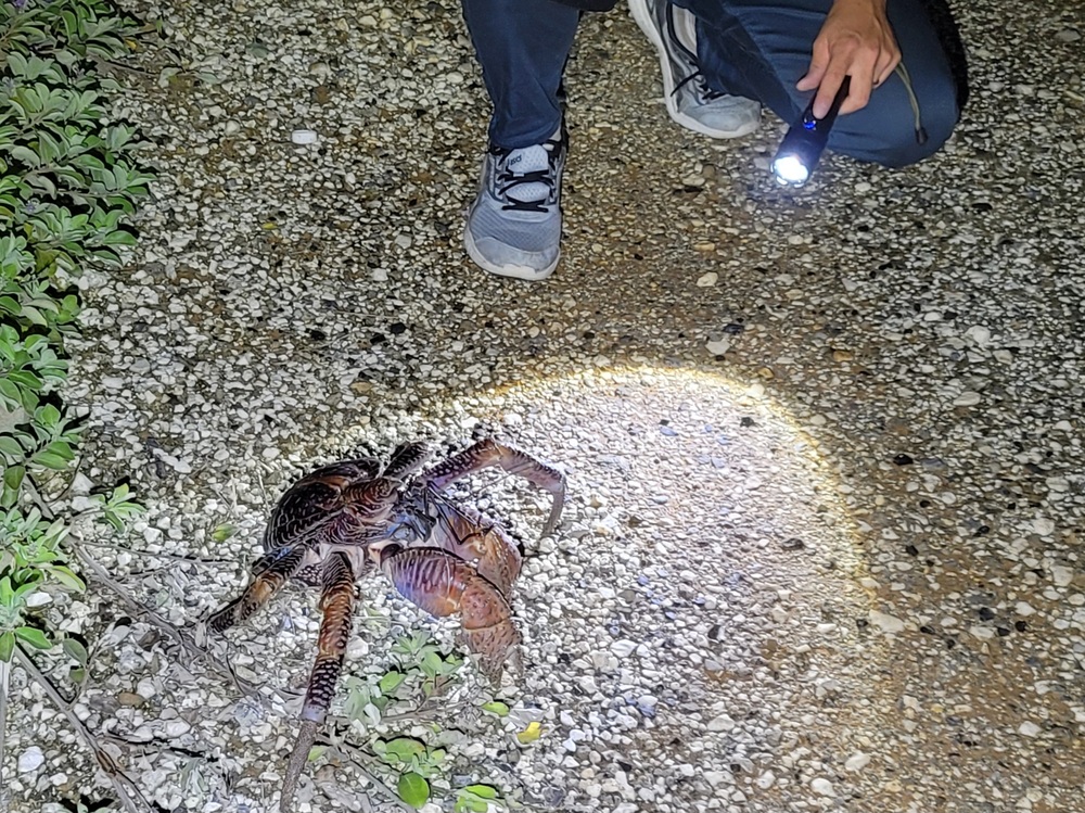 北大東島ナイトツアー｜約3時間】何が起こるか、わからナイトツアー