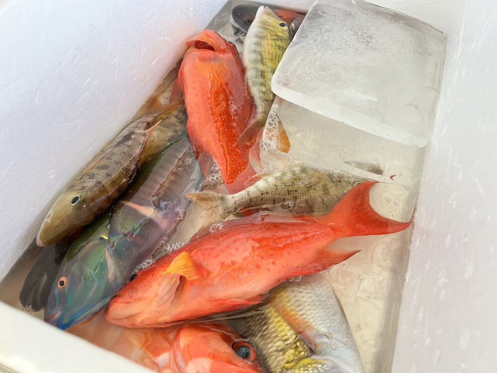 黒島発｜レンタサイクル・ボートフィッシング｜1日】しまたび限定