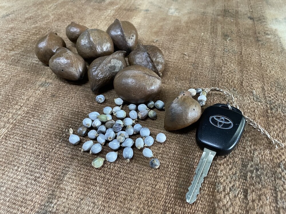 【西表島｜天然素材のアクセサリー作り｜2時間】しまたび限定プラン│「サキシマスオウの木の実のキーチェーン」作り！採れたてハーブティー体験付き♪屋内体験なので雨の日も安心！