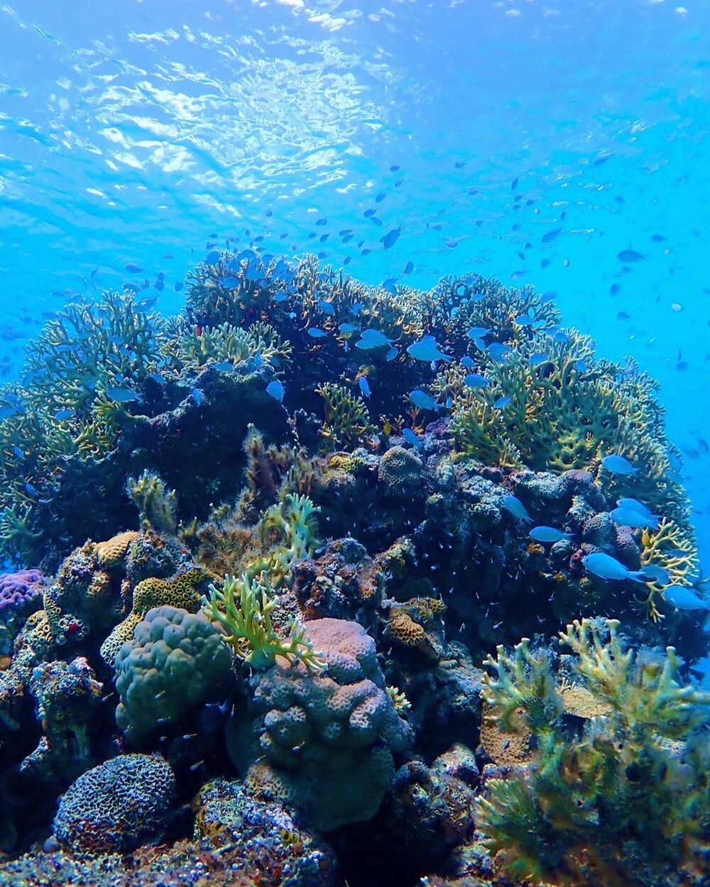 ウミガメシュノーケリングツアー｜約70分】座間味島｜那覇から日帰りOK