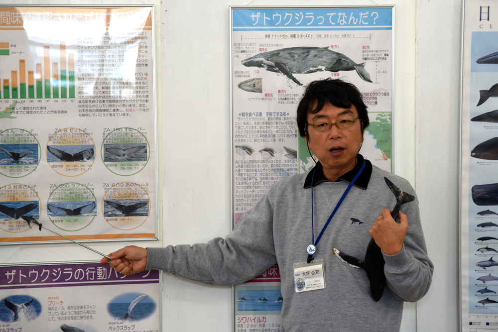 【山からホエールウォッチング｜約2時間コース】座間味島☆小さなお子様連れも安心♪船酔いの心配なし。通称くじら展望台からくじらを探そう！※冬のみ開催