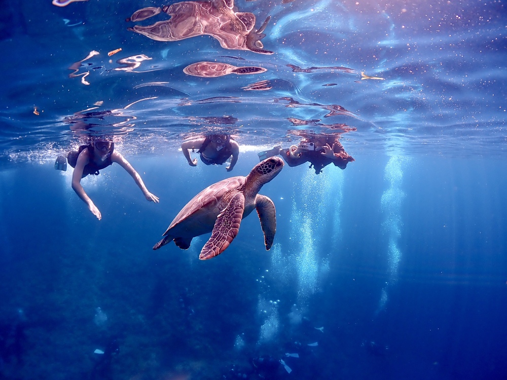 八重山諸島 石垣島 生き物の体験 - 沖縄の離島観光専門サイト「しまたび」