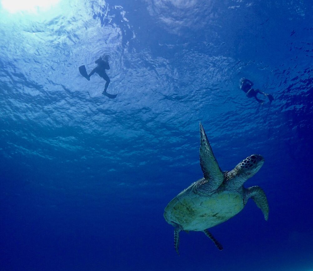 石垣島｜ウミガメシュノーケリング】【☆4年連続ウミガメ遭遇率100