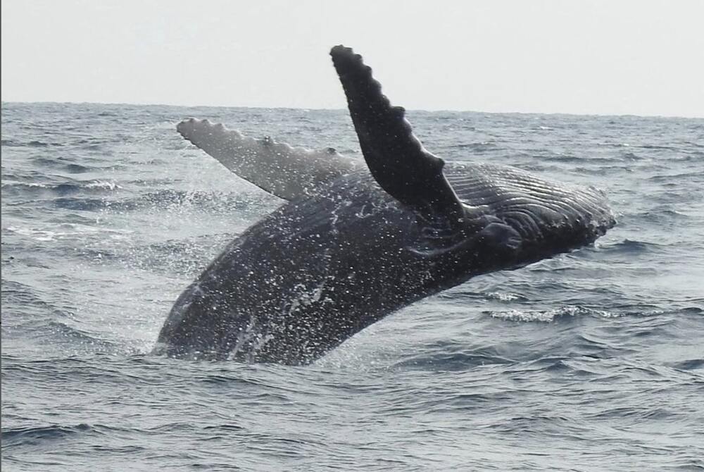 座間味島｜ホエールウォッチングとパックでウミガメとシュノーケリング